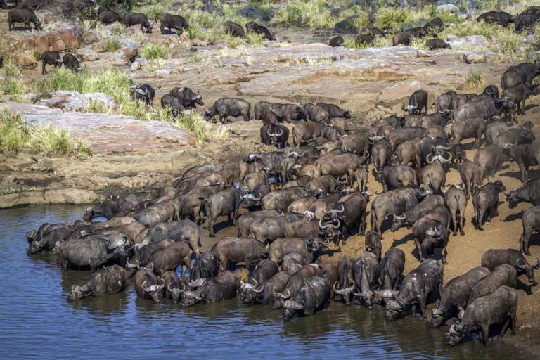 The-Great-Wildebeest-Migration-3