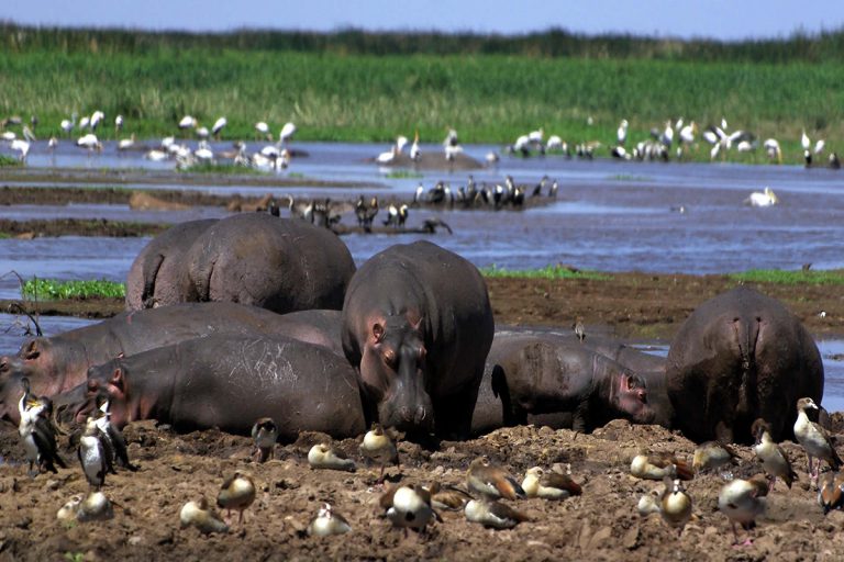 lake-manyara-4