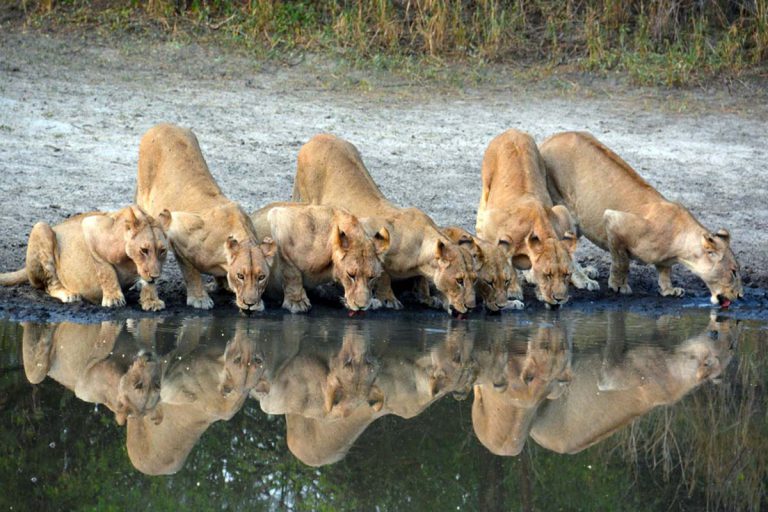 selous-game-reserve-5