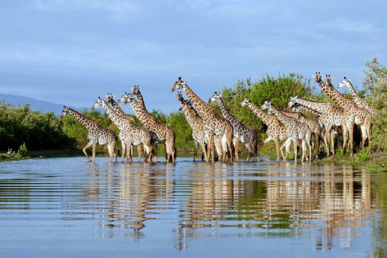 selous-game-reserve-5